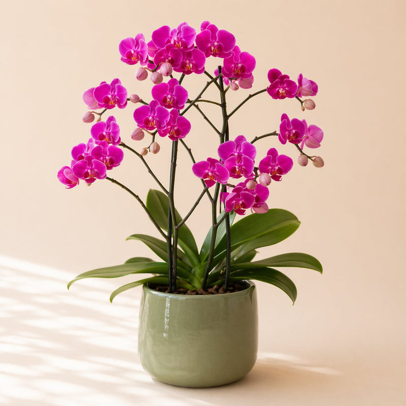 ORQUÍDEAS