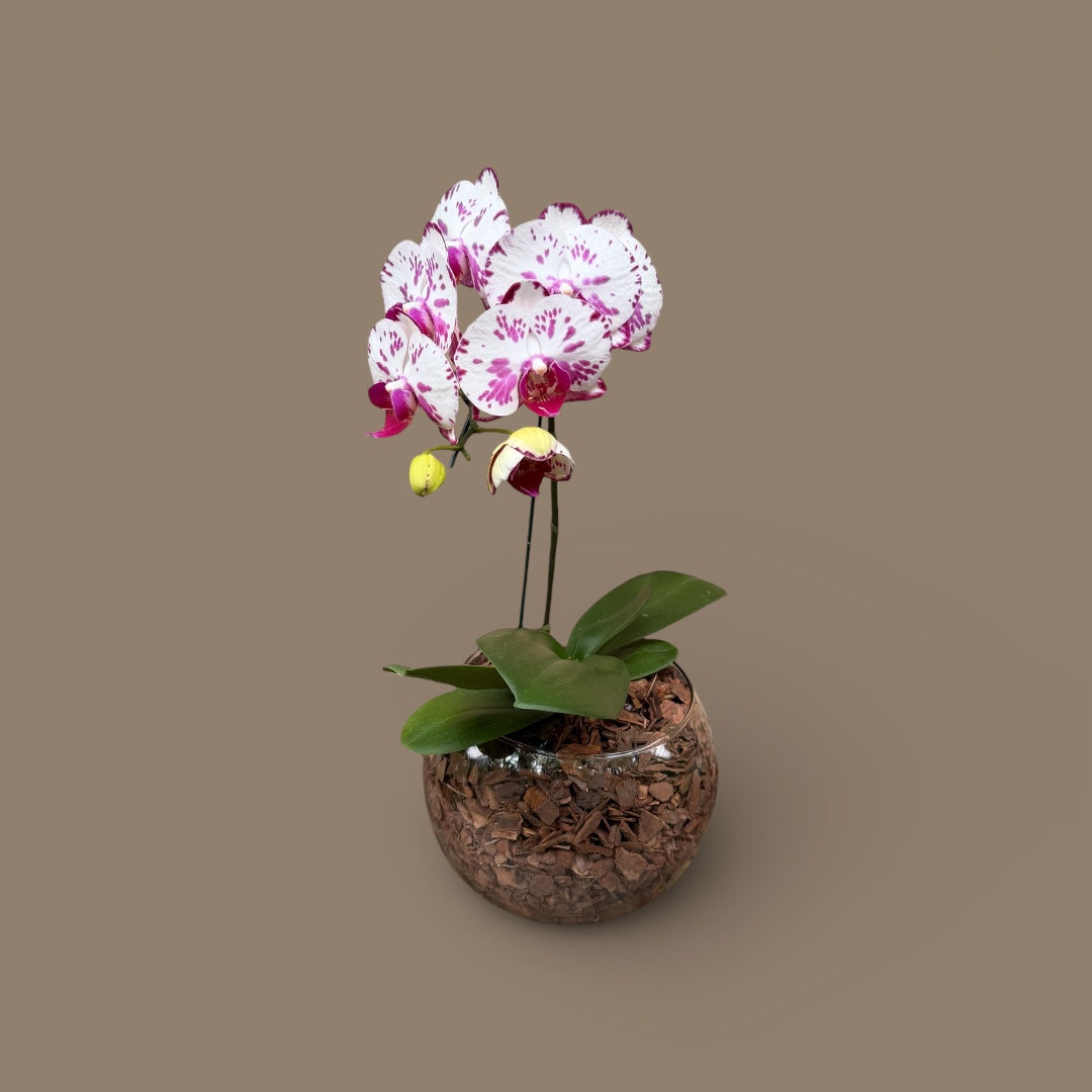 ORQUÍDEA MIDI PHALAENOPSIS NO AQUÁRIO