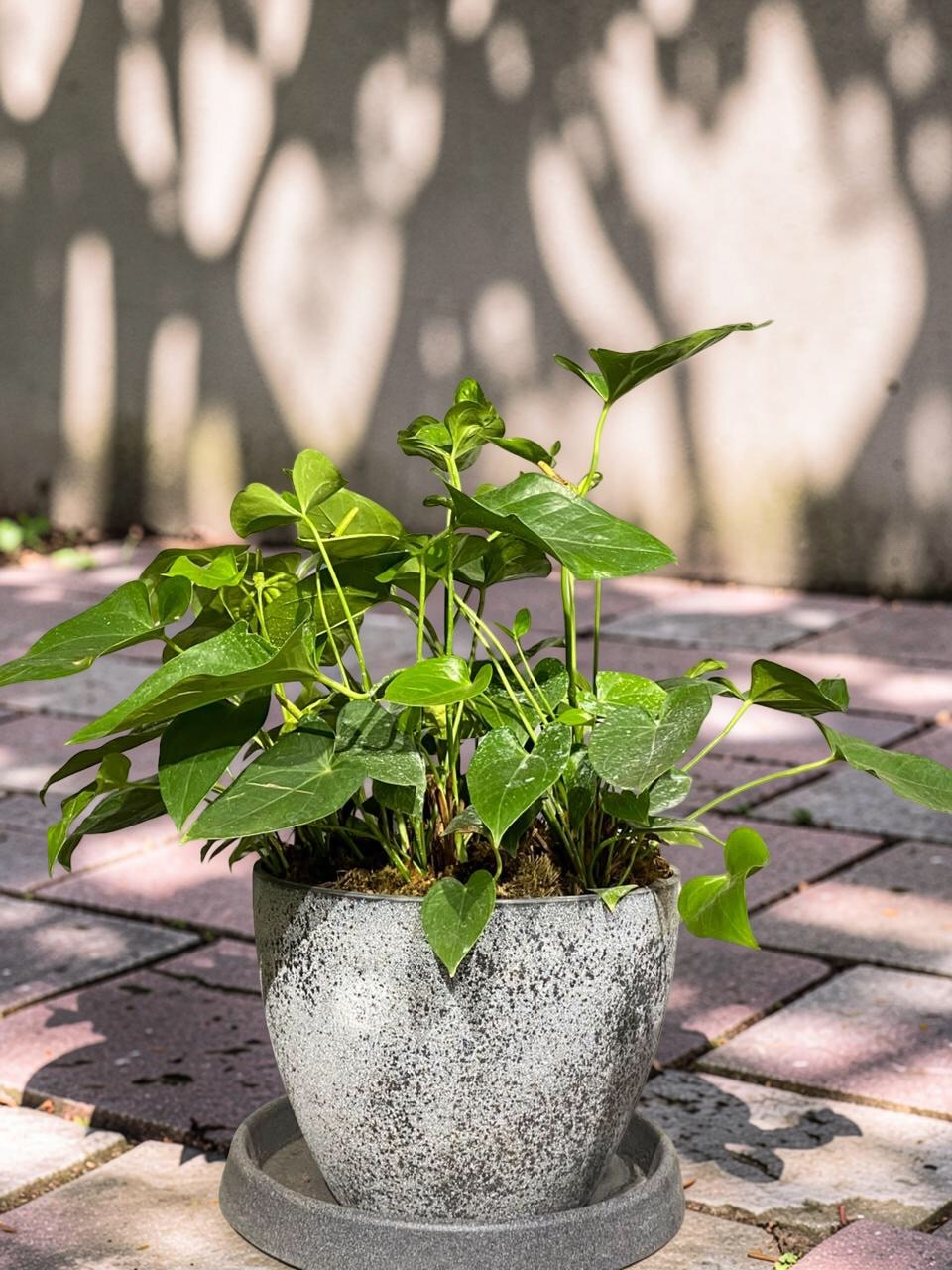 VASO NOVA CONCRETO