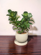 VASO RUSTICO CIMENTO