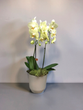 ORQUÍDEA GRANDE NO TALIN G