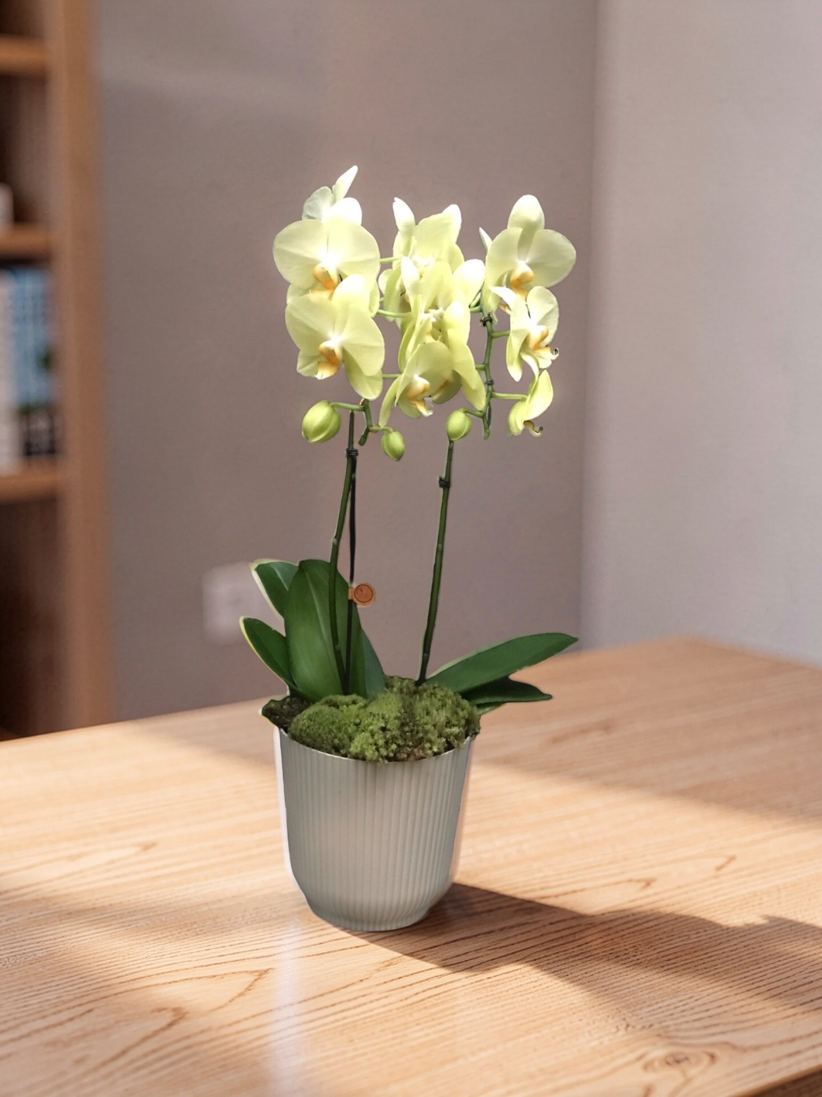ORQUÍDEA GRANDE NO TALIN G