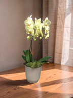 ORQUÍDEA GRANDE NO TALIN G