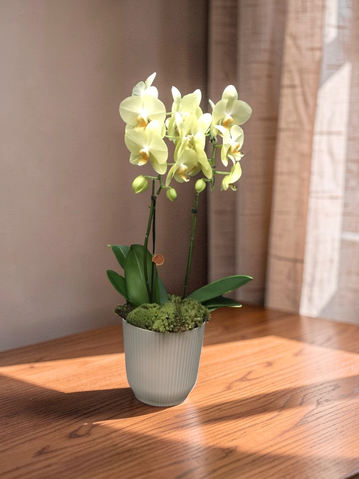 ORQUÍDEA GRANDE NO TALIN G