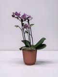 MINI ORQUÍDEA NO TALIN P