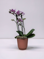 MINI ORQUÍDEA NO TALIN P