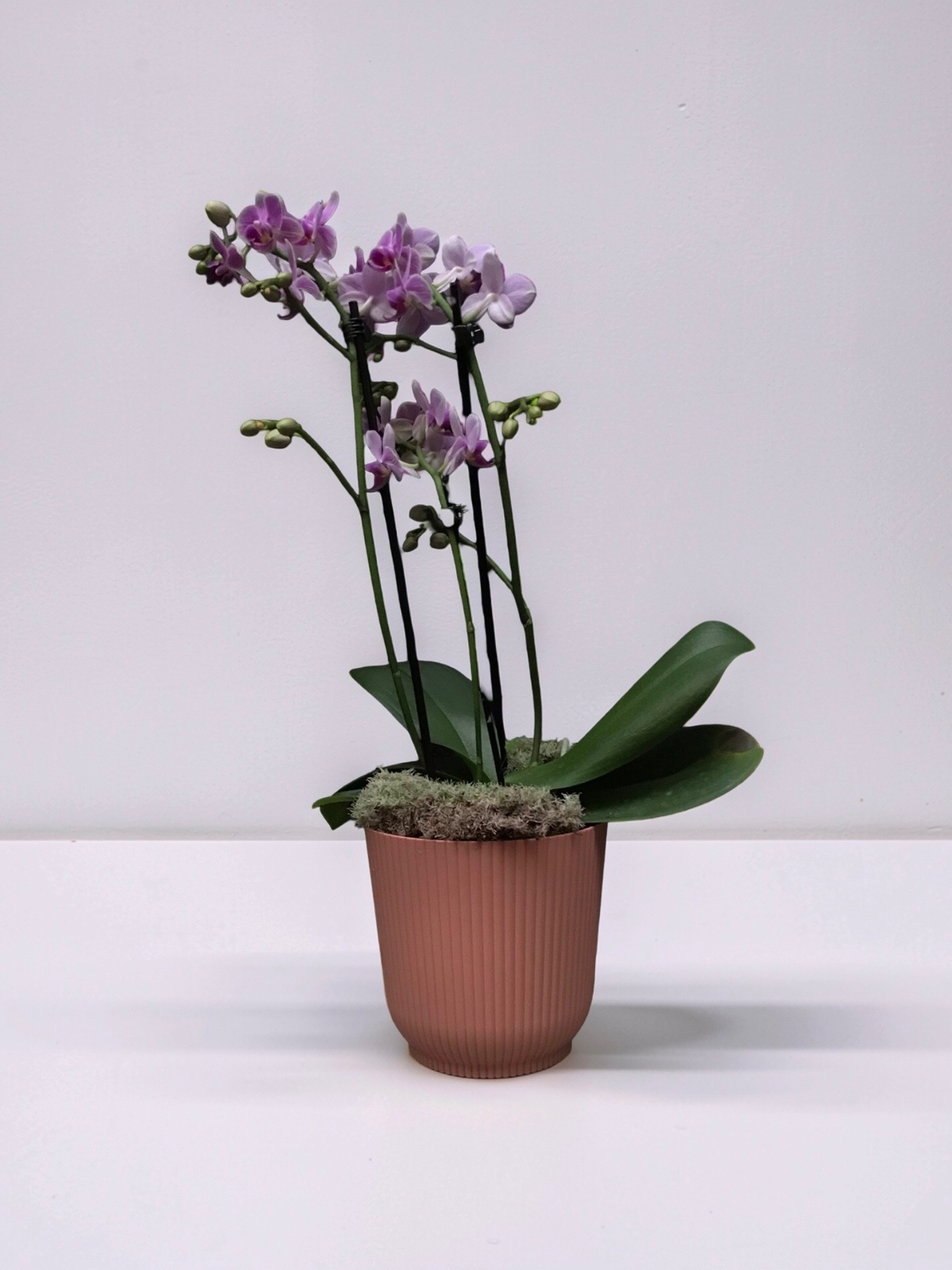 MINI ORQUÍDEA NO TALIN P