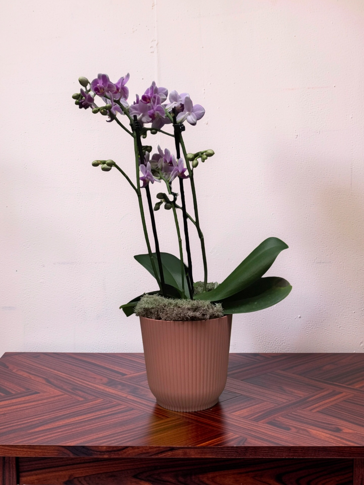 MINI ORQUÍDEA NO TALIN P