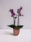 MINI ORQUÍDEA NO TALIN P