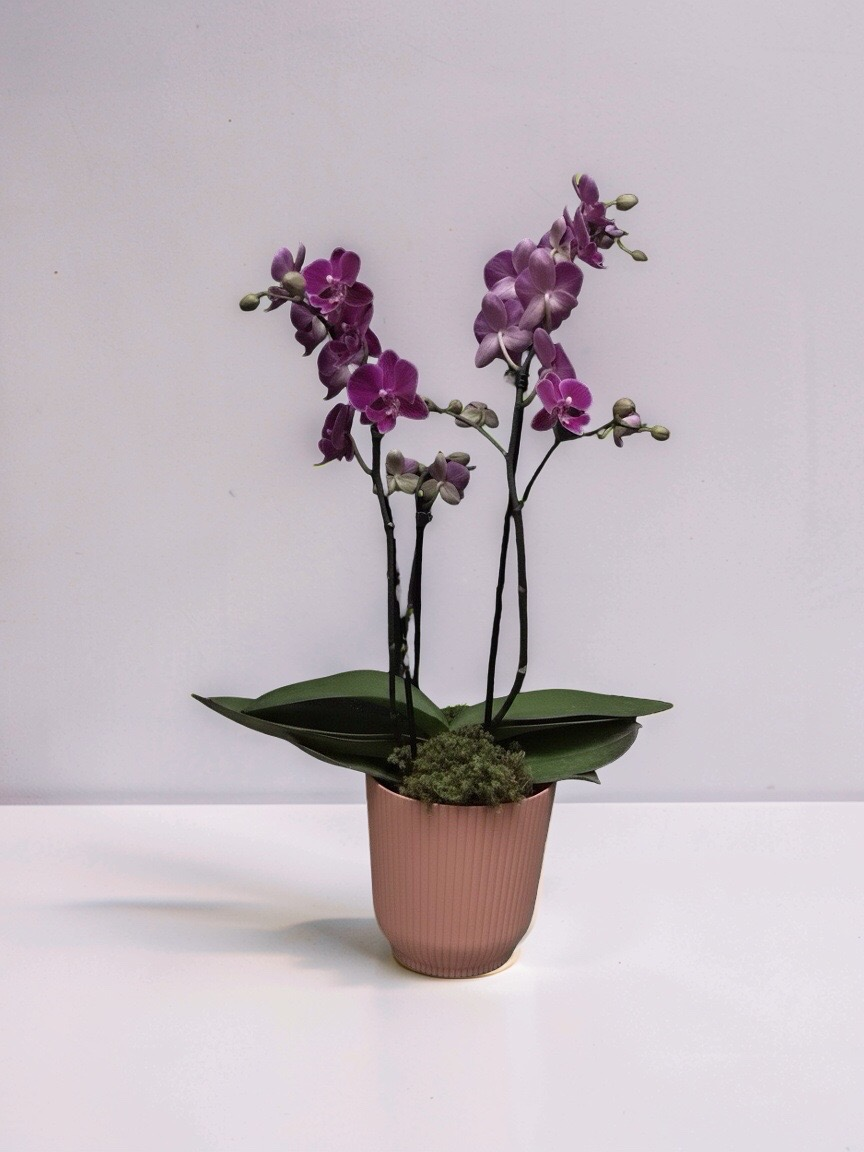 MINI ORQUÍDEA NO TALIN P