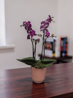 MINI ORQUÍDEA NO TALIN P