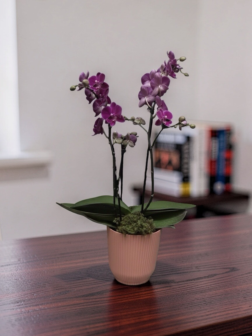 MINI ORQUÍDEA NO TALIN P