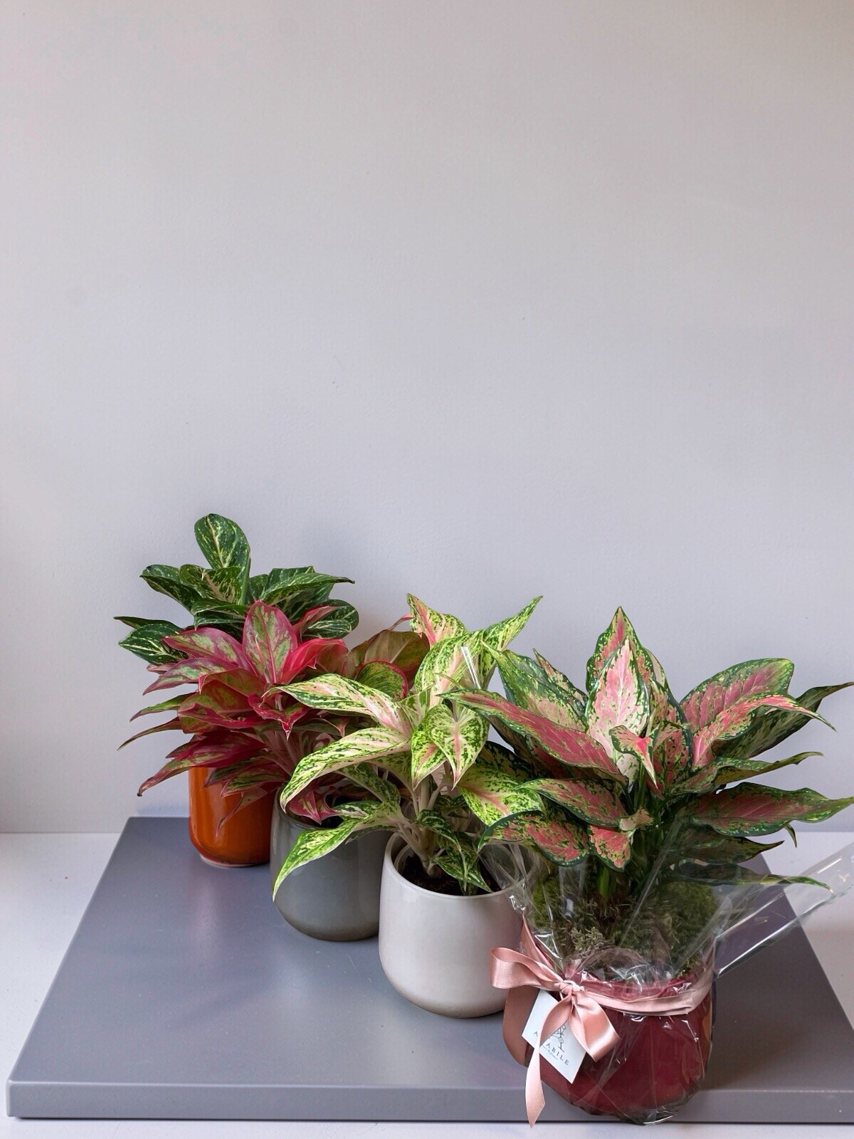 AGLAONEMA NO CACHEPOT BRETAGNE