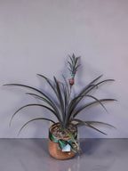 ANANAS LUCIDUS