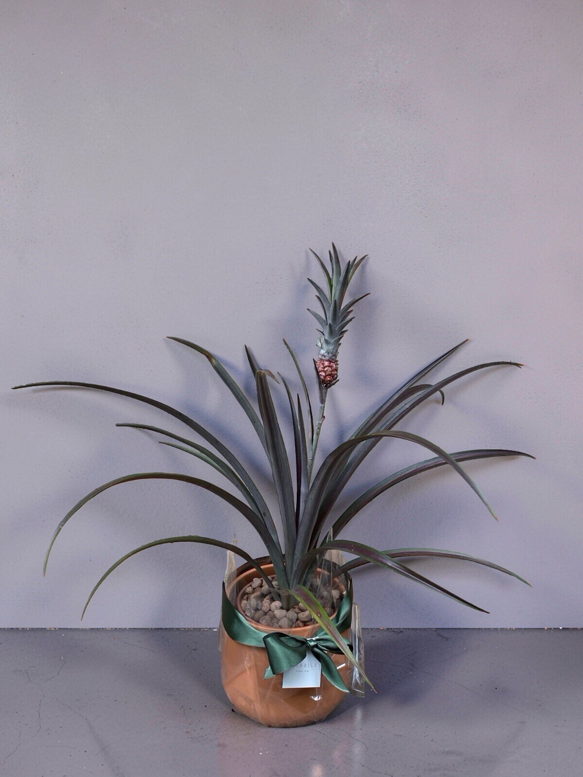 ANANAS LUCIDUS
