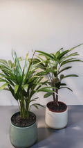 PALMEIRA RAPHIS E ARECA - MINI