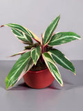 CALATHEA TRIOSTAR