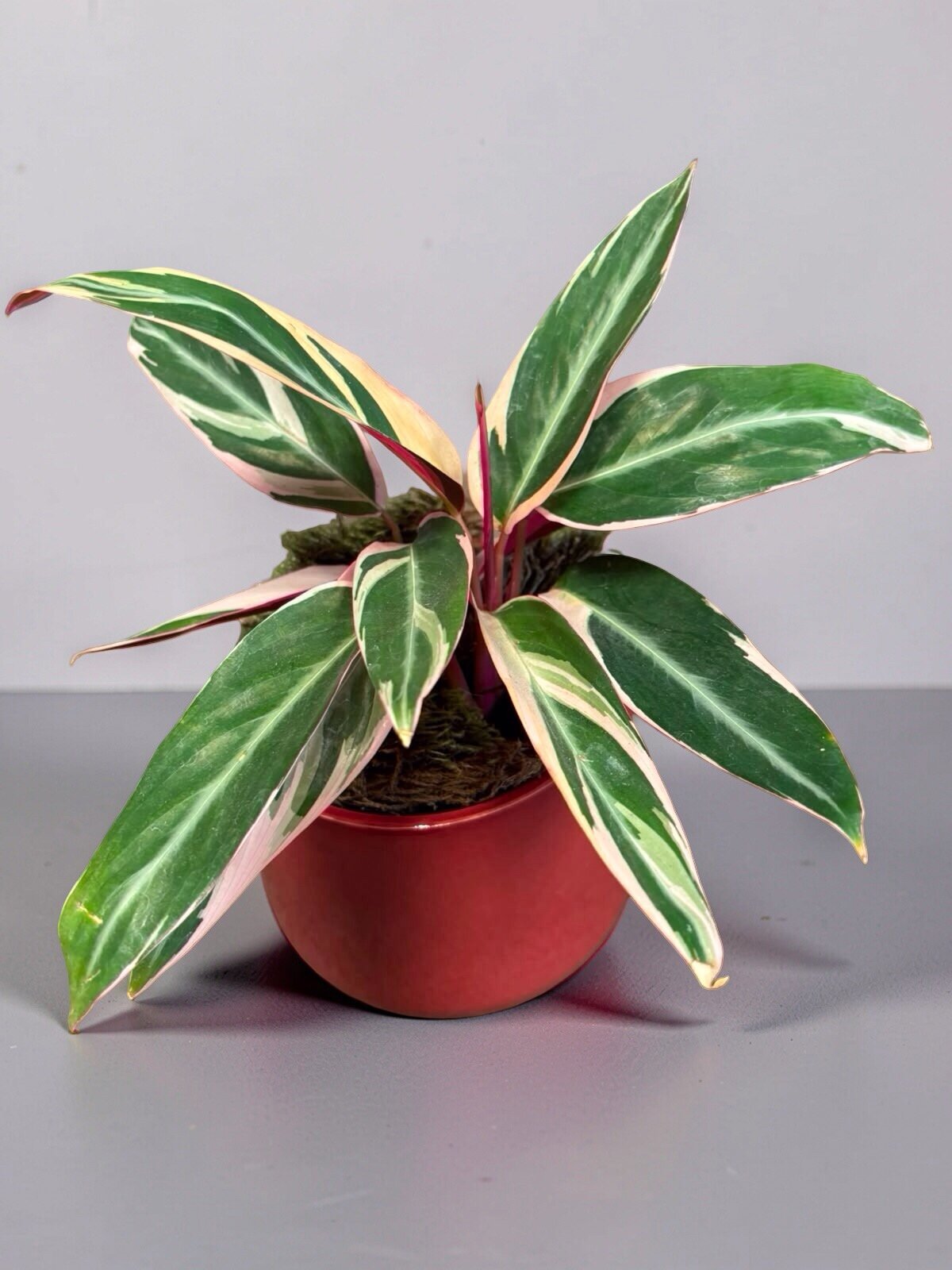 CALATHEA TRIOSTAR