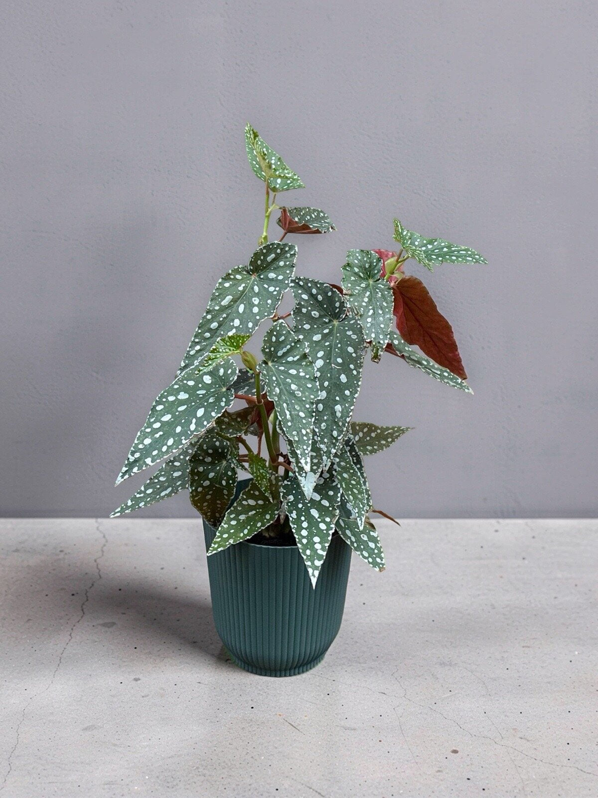 BEGÔNIA-MACULATA