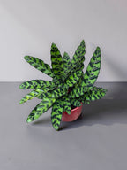 CALATHEA INSIGNIS