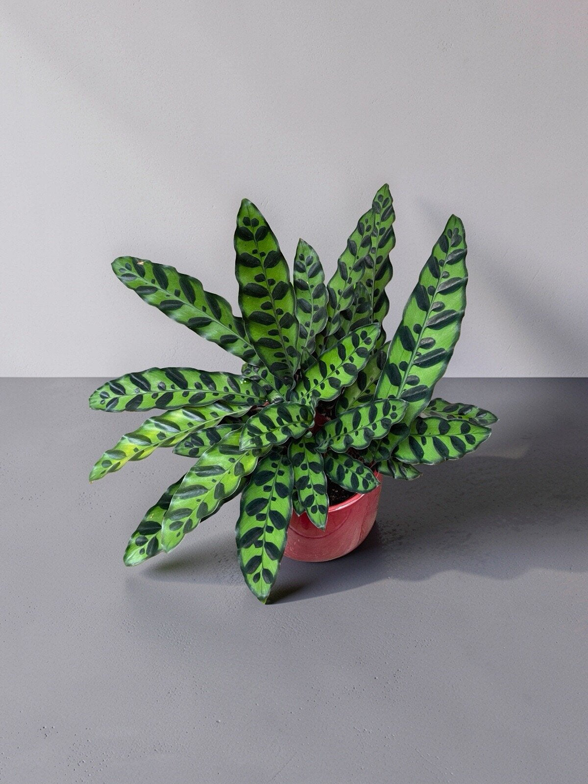 CALATHEA INSIGNIS
