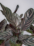 CALATHEA ORNATA