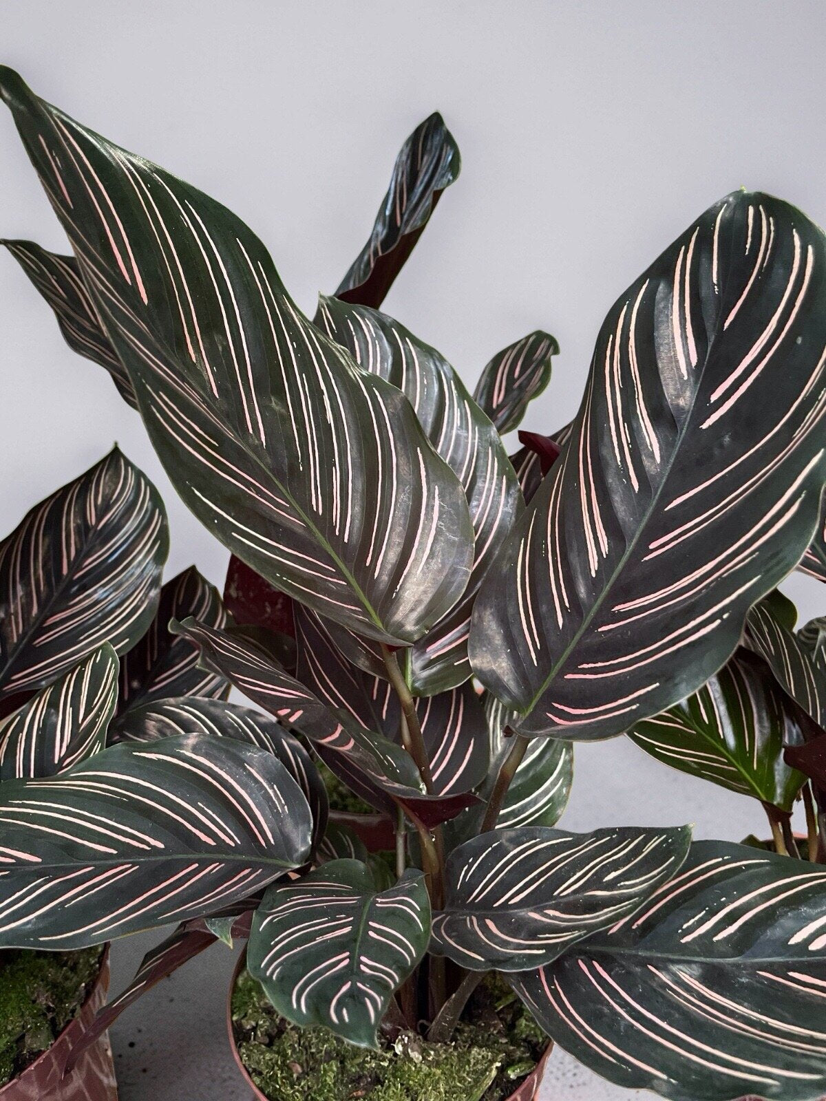 CALATHEA ORNATA