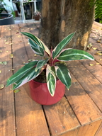 CALATHEA TRIOSTAR