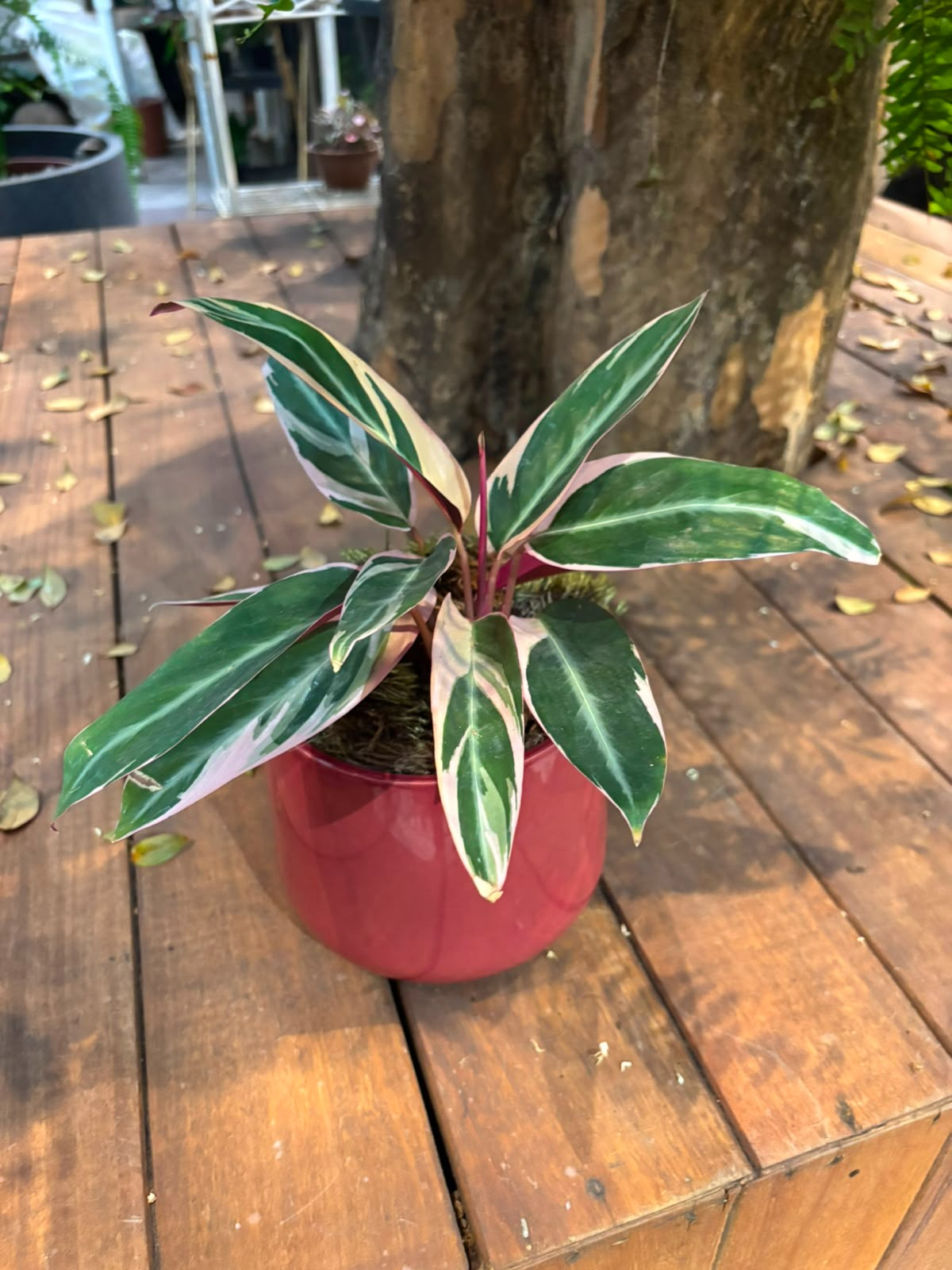 CALATHEA TRIOSTAR