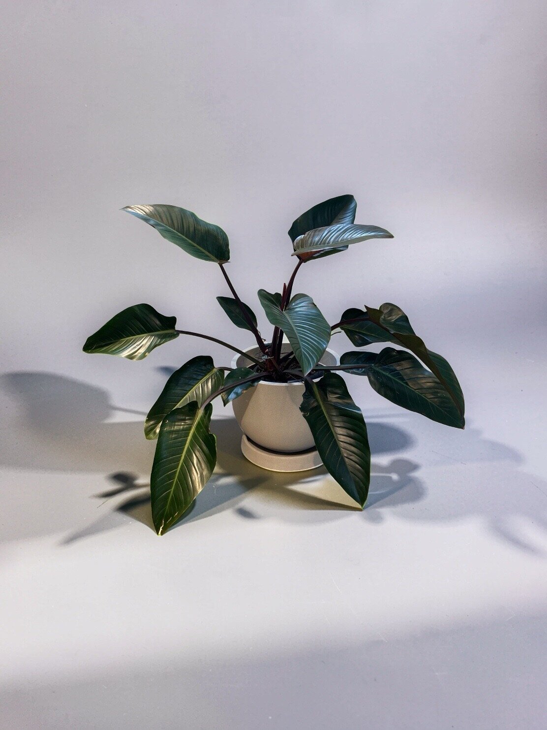 FILODENDRO RUBRO (Philodendron erubescens)