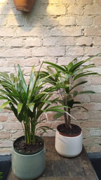 PALMEIRA RAPHIS E ARECA - MINI