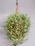 DINHEIRO-EM-PENCA (Callisia repens)