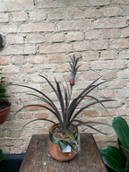 ANANAS LUCIDUS