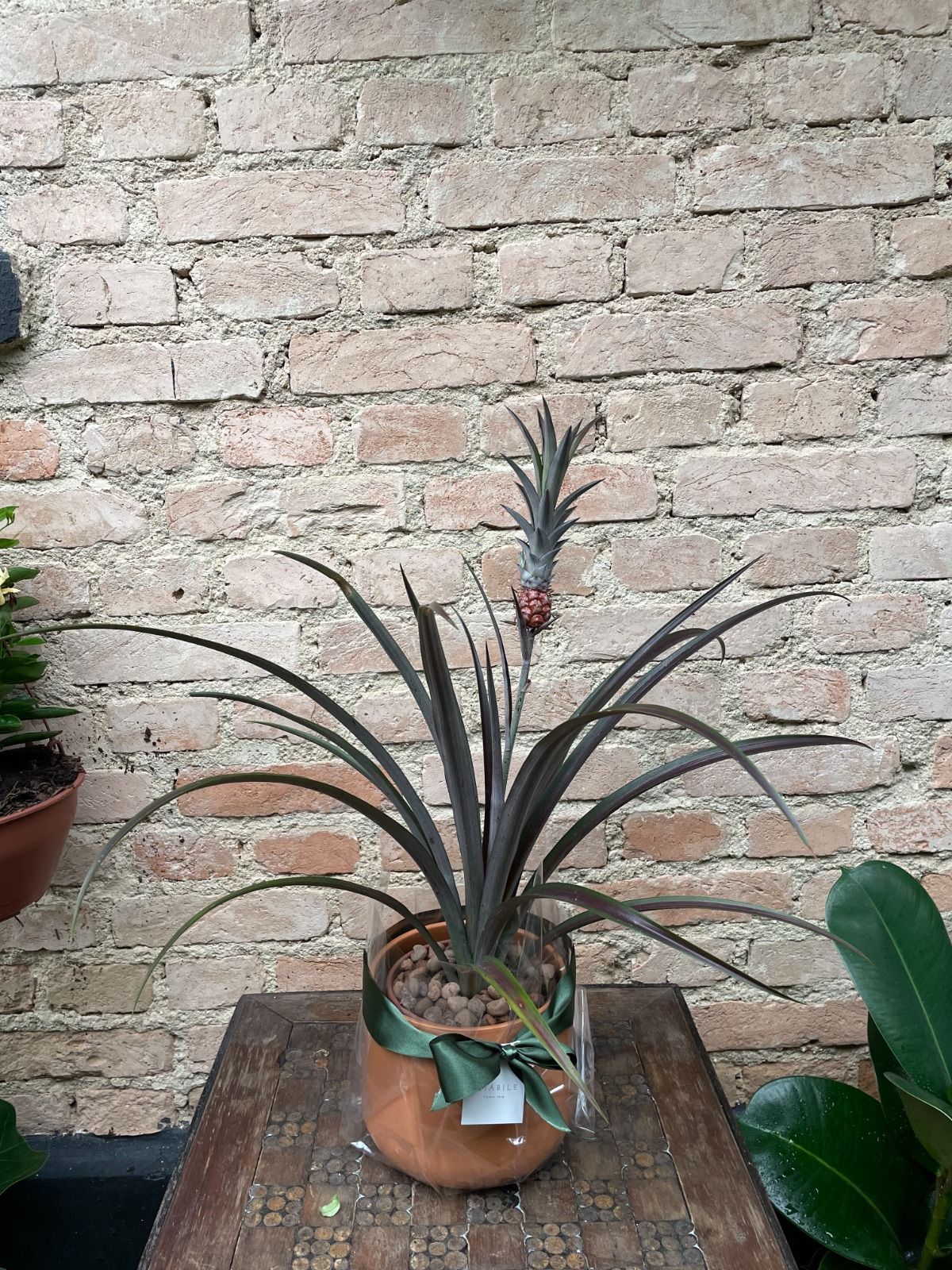 ANANAS LUCIDUS