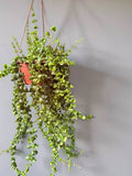 COLUMEIA-CRESPA (Aeschynanthus radicans 'Rasta')