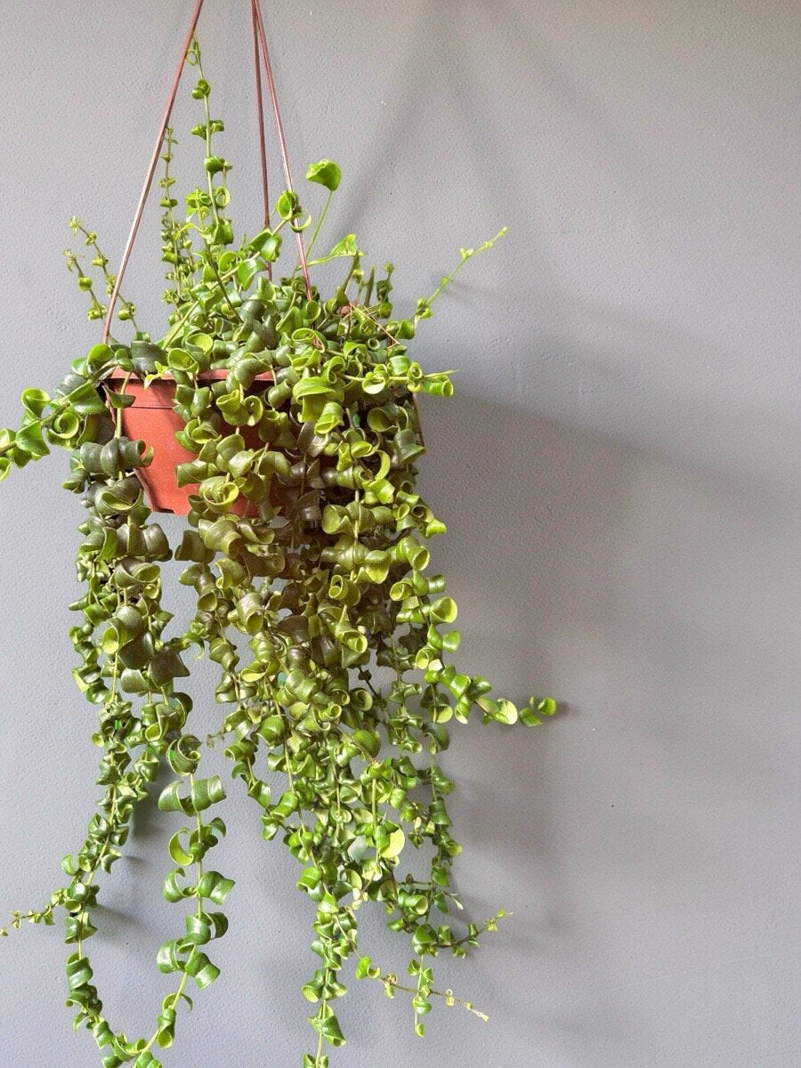 COLUMEIA-CRESPA (Aeschynanthus radicans 'Rasta')