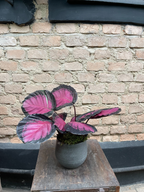 CALATHEA ROSEA