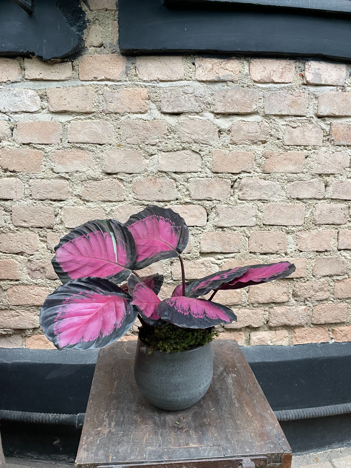 CALATHEA ROSEA