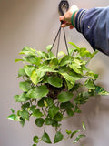 JIBOIA VERDE