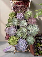 SUCULENTAS (Succulentae)