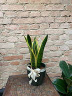 ESPADA-DE-SANTA-BÁRBARA (Dracaena trifasciata 'Laurentii')