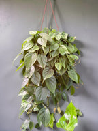FILODENDRO SCANDENS