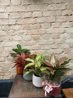 AGLAONEMA