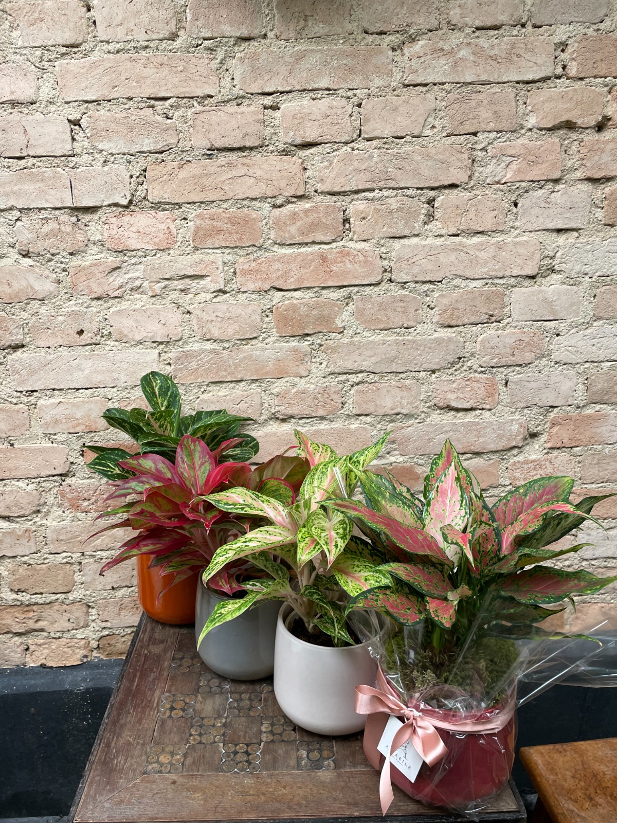AGLAONEMA