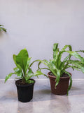 ASPLENIUM