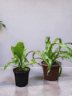 ASPLENIUM