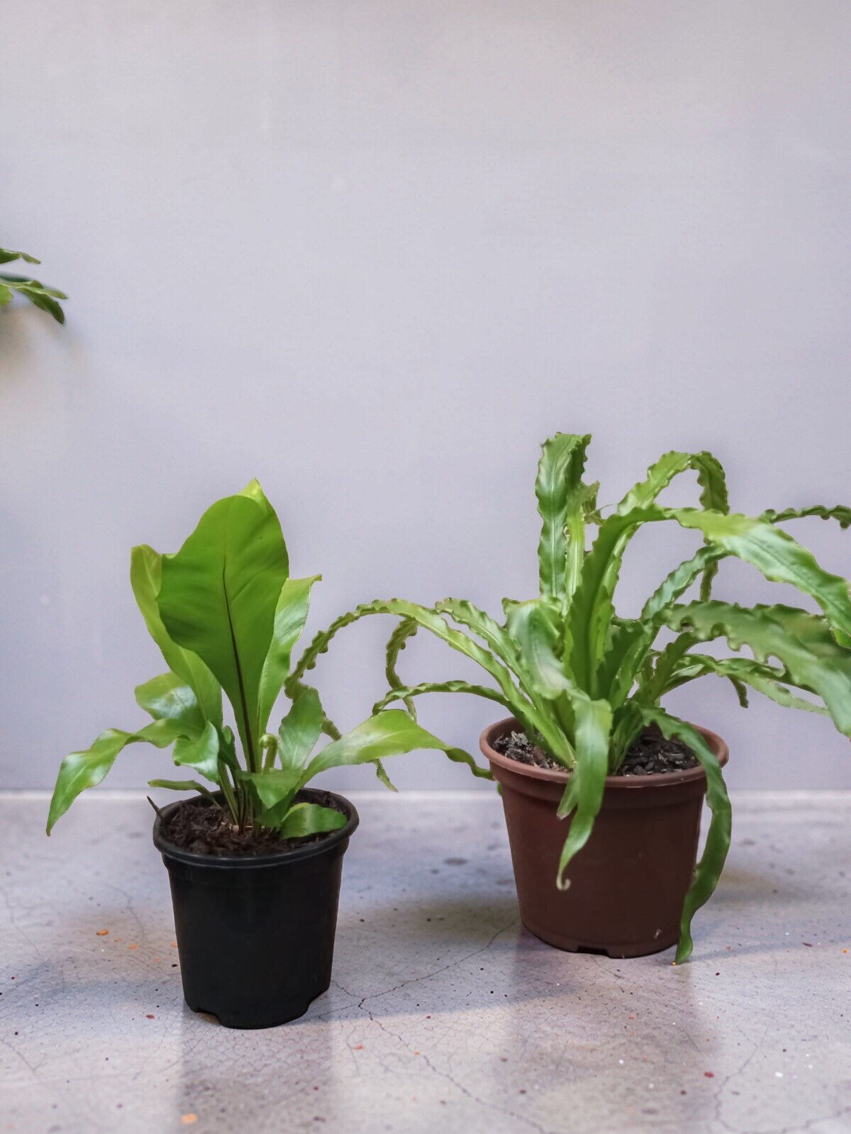 ASPLENIUM