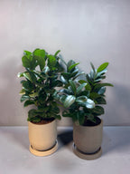 FICUS