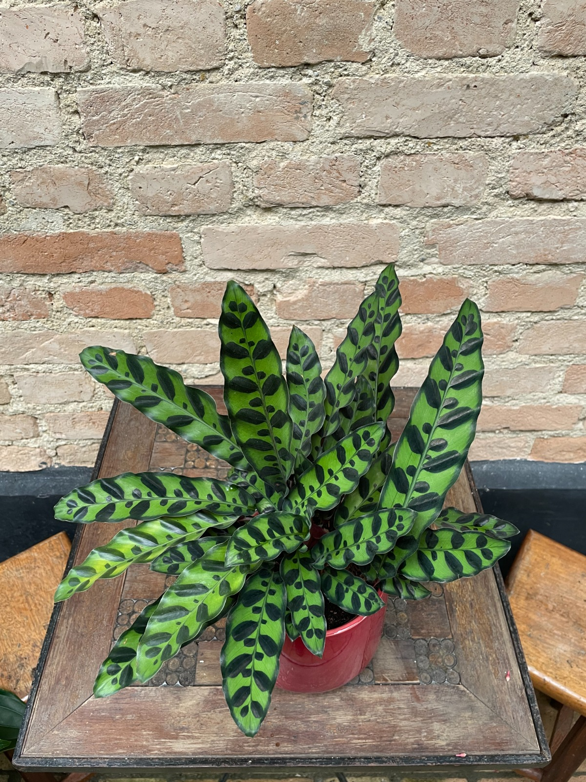 CALATHEA INSIGNIS