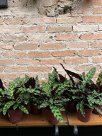 CALATHEA INSIGNIS